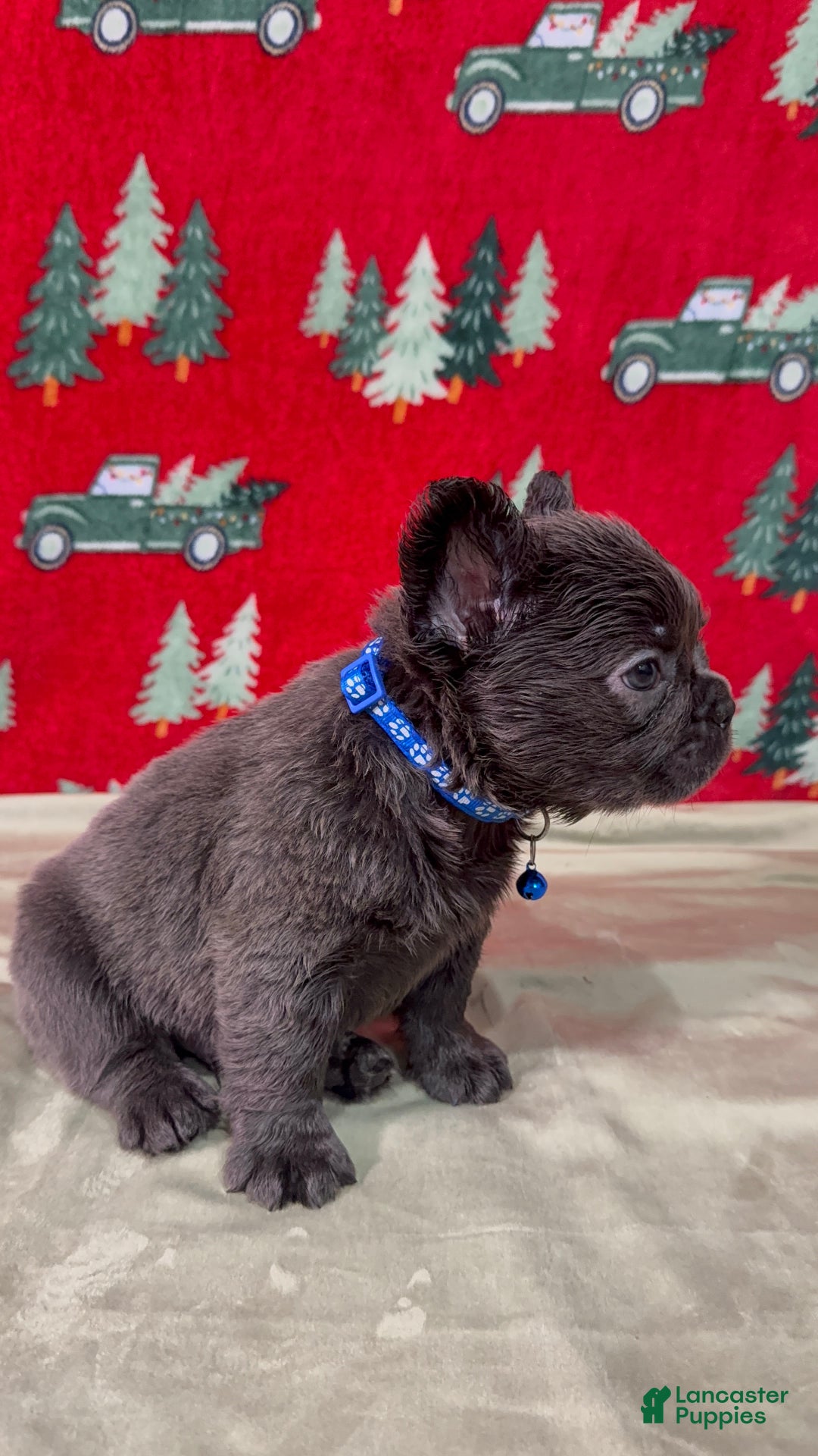 French Bulldog dogs for sale: 💙 Frost - Ad 4