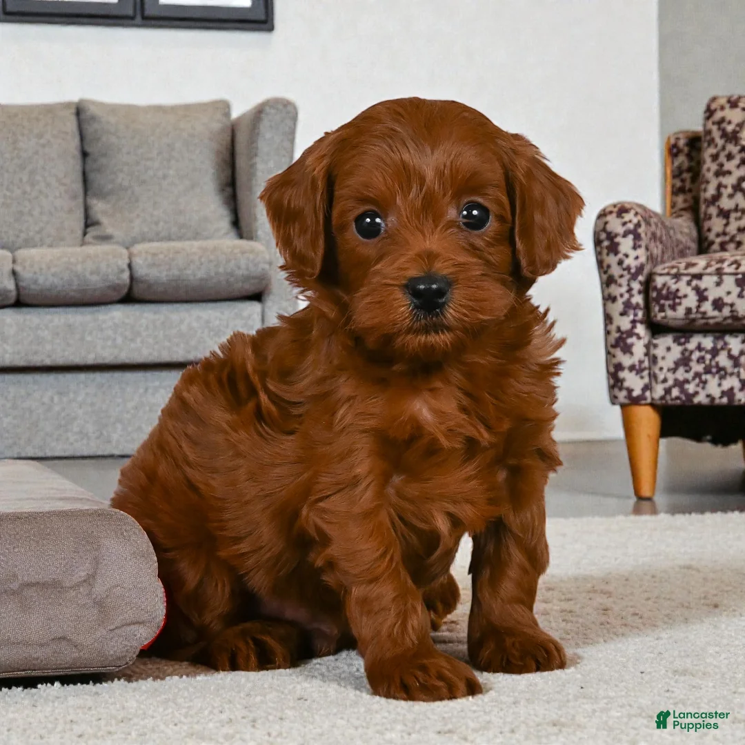 Cavapoo dogs for sale: Rocky - Ad 1
