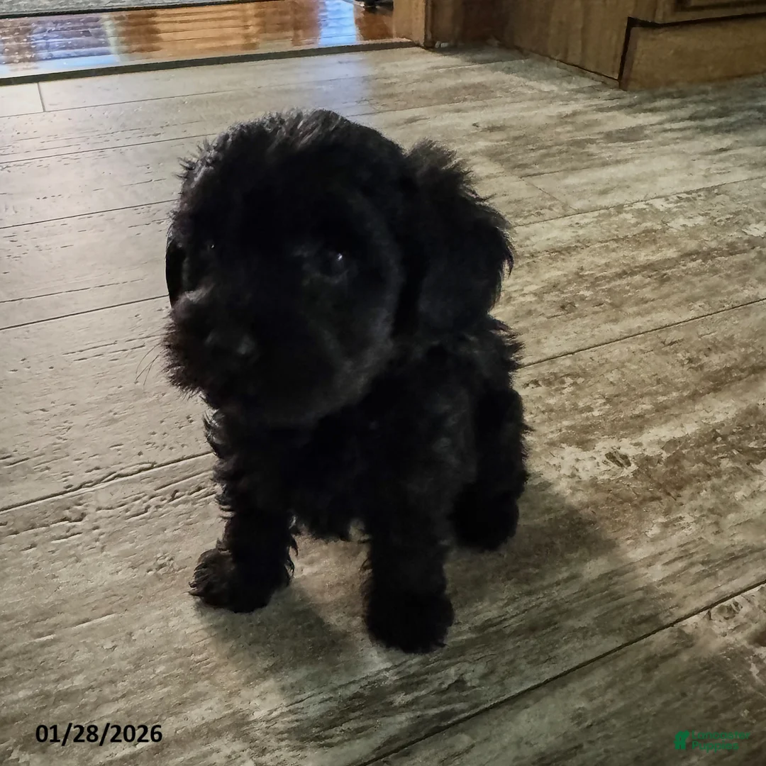 Yorkiepoo dogs for sale: Snoopy - Ad 3