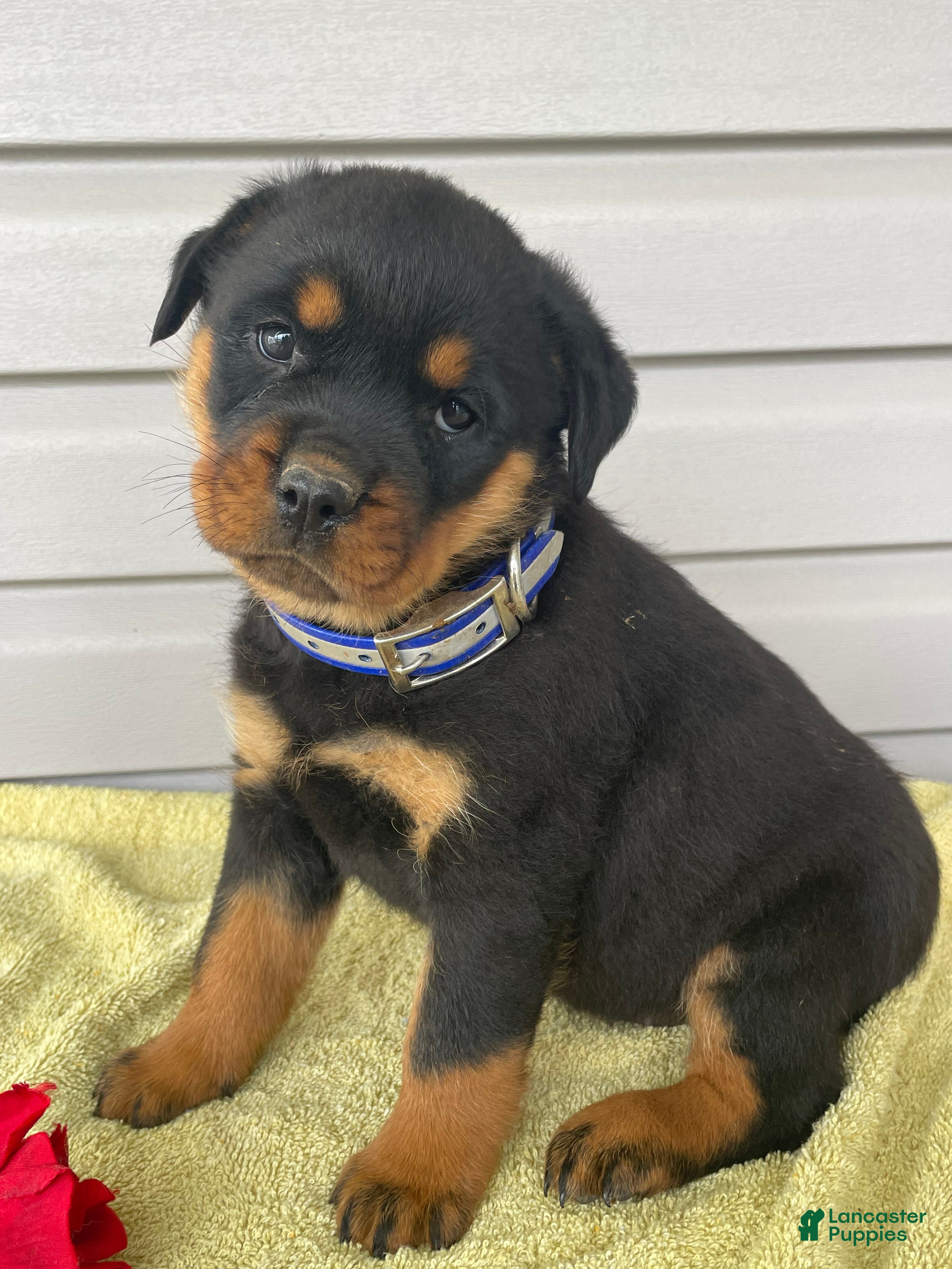 Rottweiler dogs Roxy - Ad 15