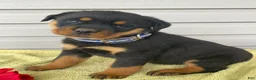 Rottweiler dogs for sale: Roxy - Ad 1