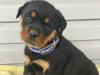 Rottweiler dogs Roxy - Ad 15