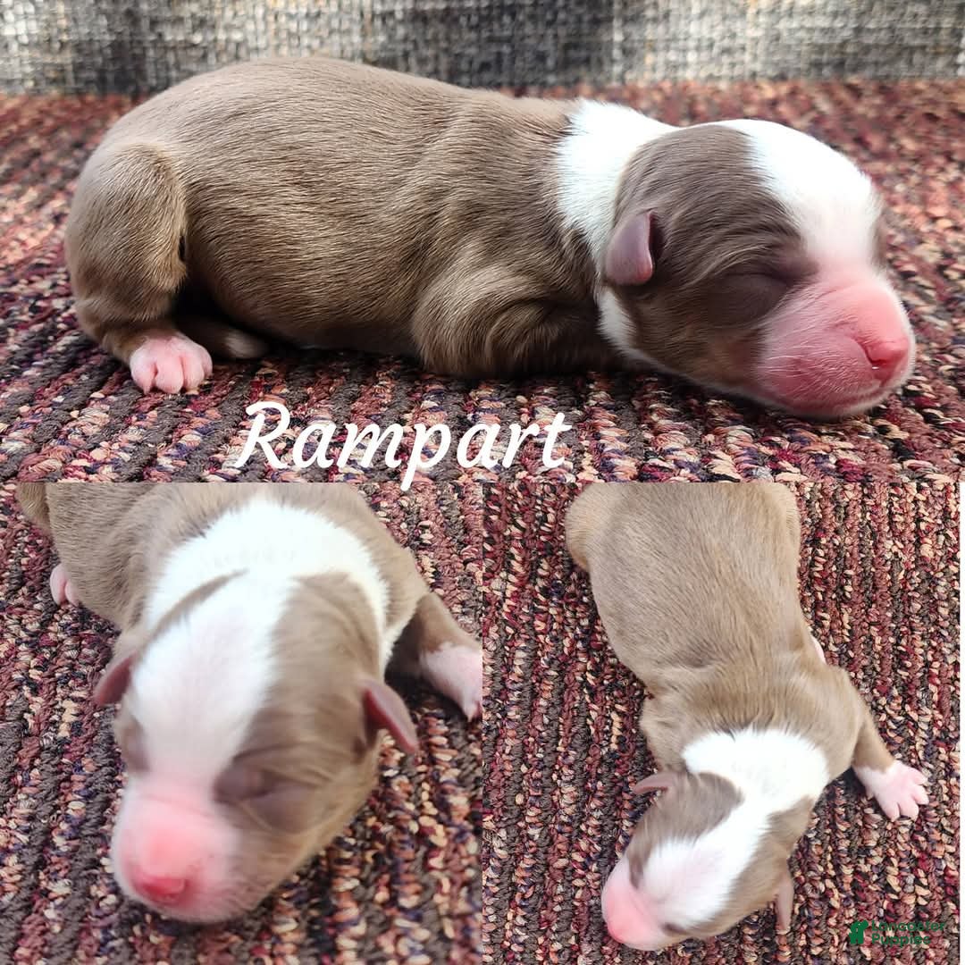 Miniature Australian Shepherd dogs Rampart - Ad 32