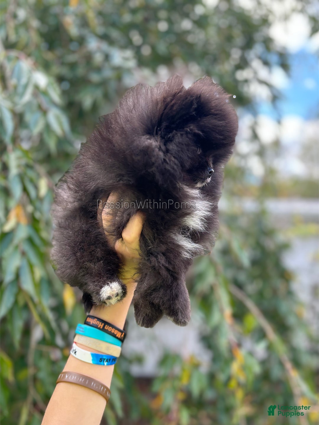 Pomeranian dogs for sale: Little Bubbles - Ad 8