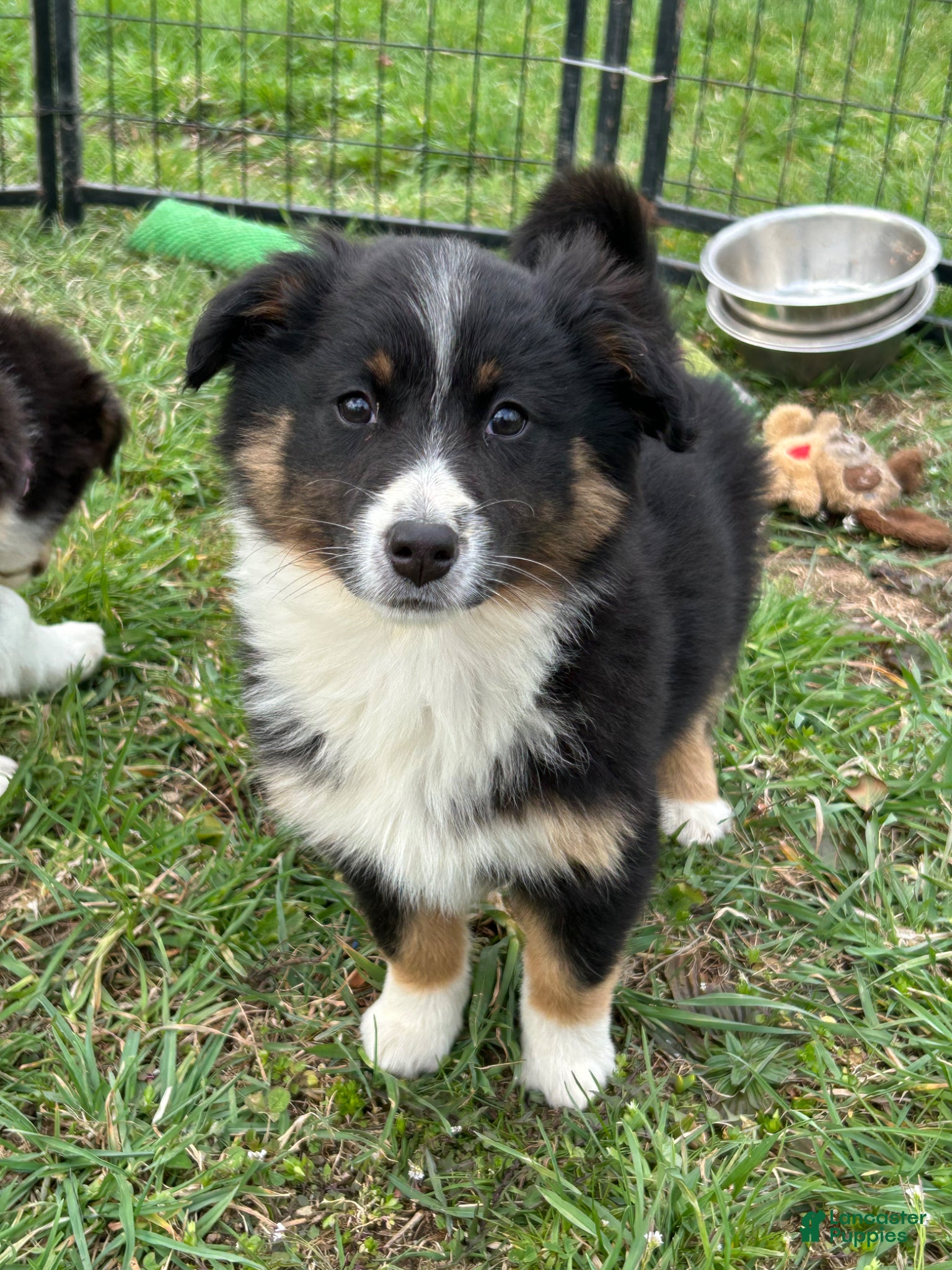 Australian Shepherd dogs Kat - Ad 32