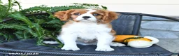 Cavalier King Charles Spaniel dogs for sale: Max - Ad 5