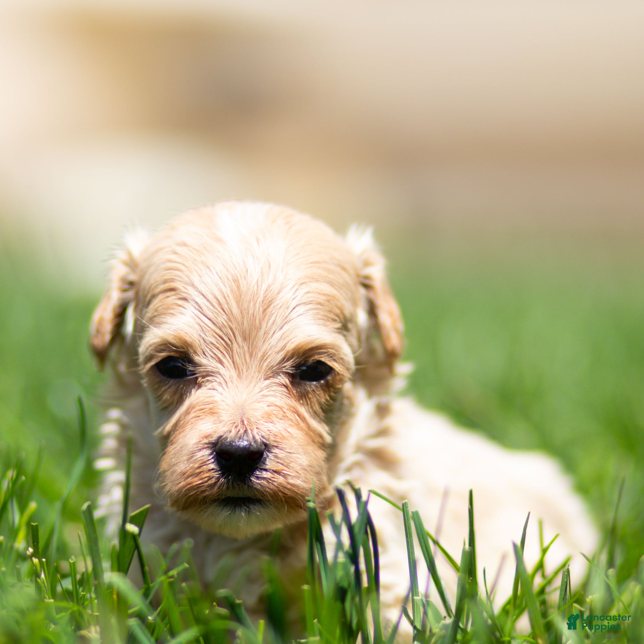 Maltipoo dogs Mac Maltipoo Puppy  - Ad 1