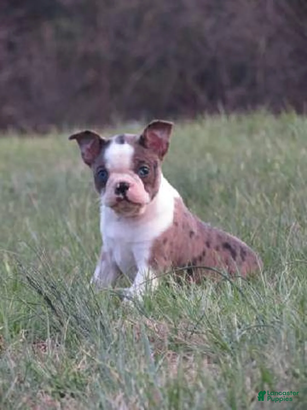 Boston Terrier dogs for sale: Twinkles - Ad 12