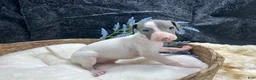 Italian Greyhound dogs for sale: Italian Greyhound 1 - Ad 5