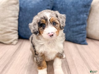Mini Bernedoodle dogs - Ad 22