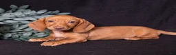 Miniature Dachshund dogs for sale: Espresso - Ad 3