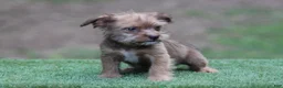 Mixed Breed dogs for sale: Female - Ad 5