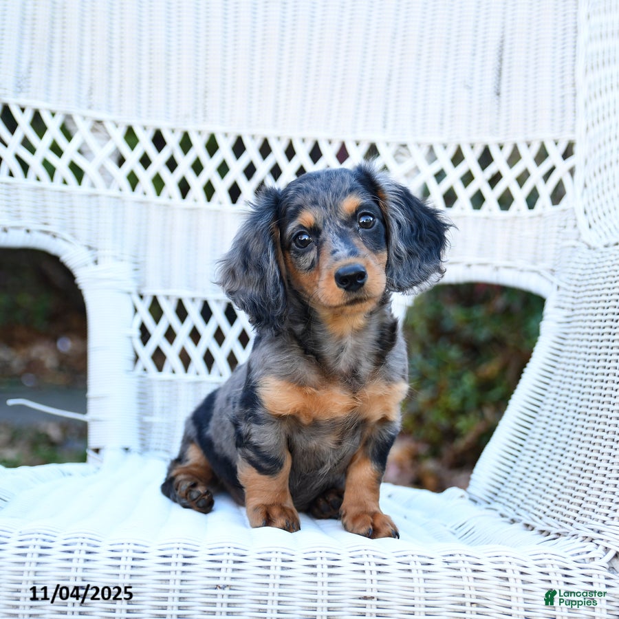 Dachshund Puppies for sale Lancaster Puppies