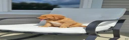 Golden Retriever dogs for sale: Lucy - Ad 3