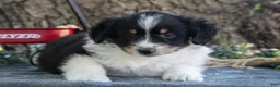 Miniature Australian Shepherd dogs for sale: Bubbles - Ad 3