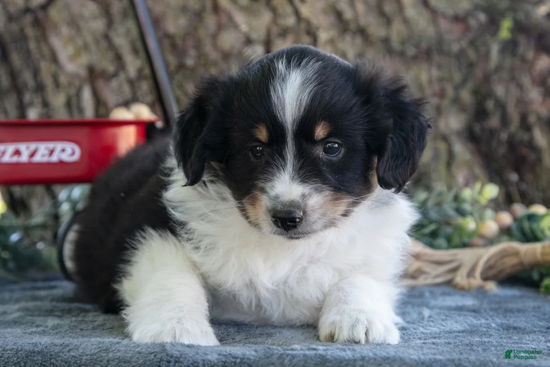 Miniature Australian Shepherd dogs for sale: Bubbles - Ad 3