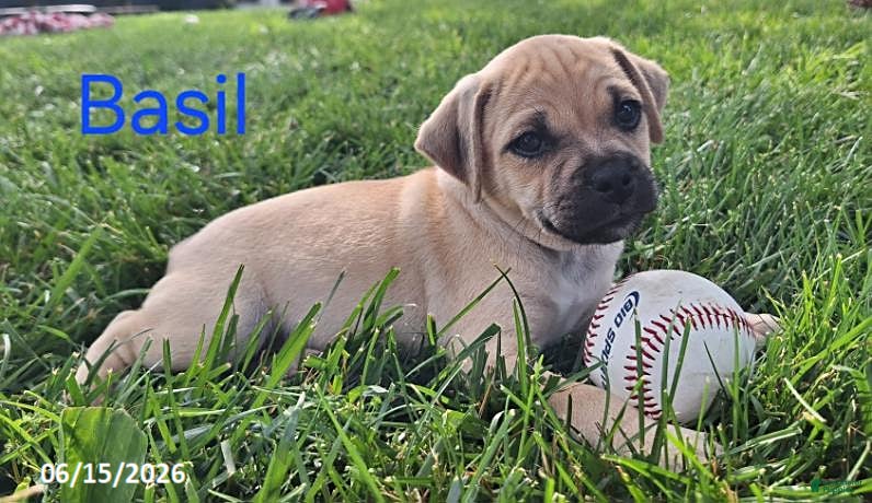 Jug dogs Basil - Ad 1