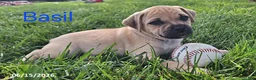 Jug dogs for sale: Basil - Ad 1