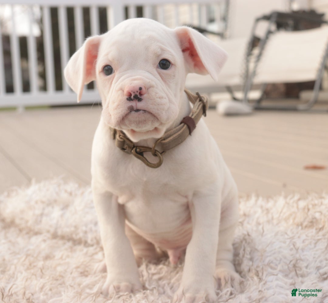 Boxer dogs for sale: Chase - Ad 4