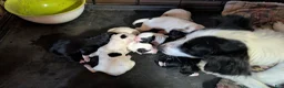 Mixed Breed dogs for sale: Moose  - Ad 15