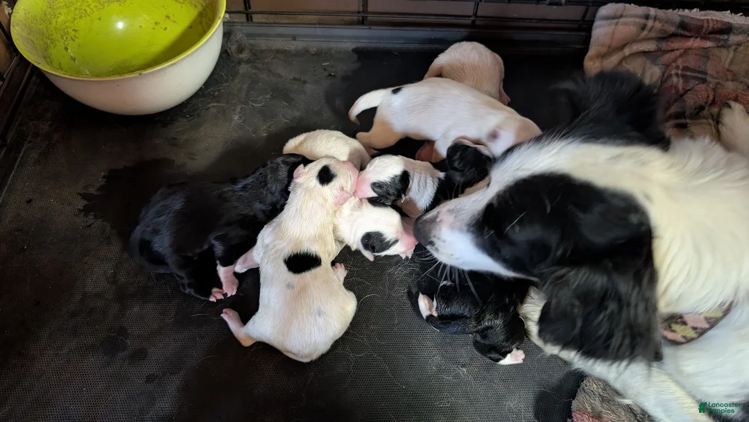 Mixed Breed dogs for sale: Moose  - Ad 15