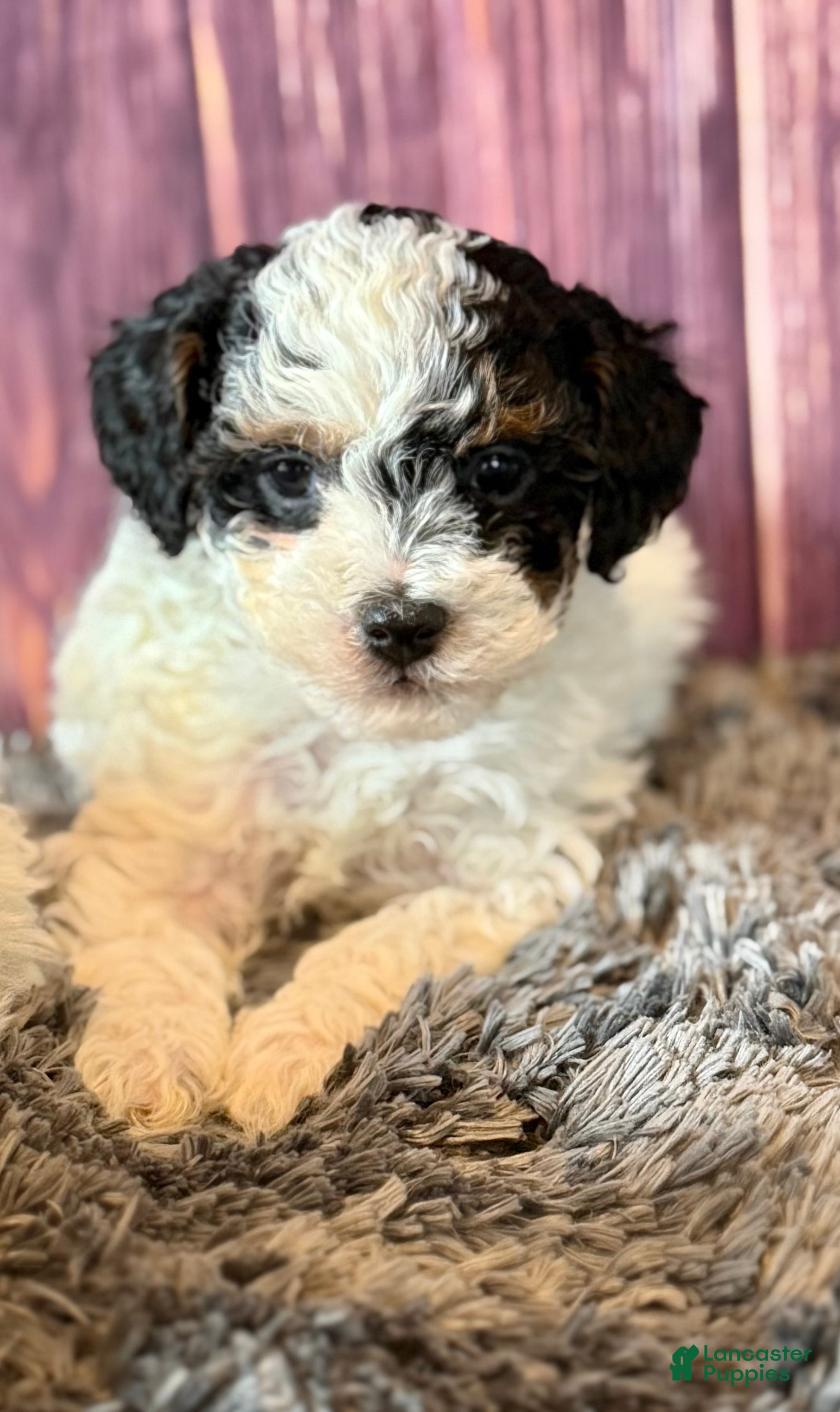 Miniature Poodle dogs Dottie - Ad 1