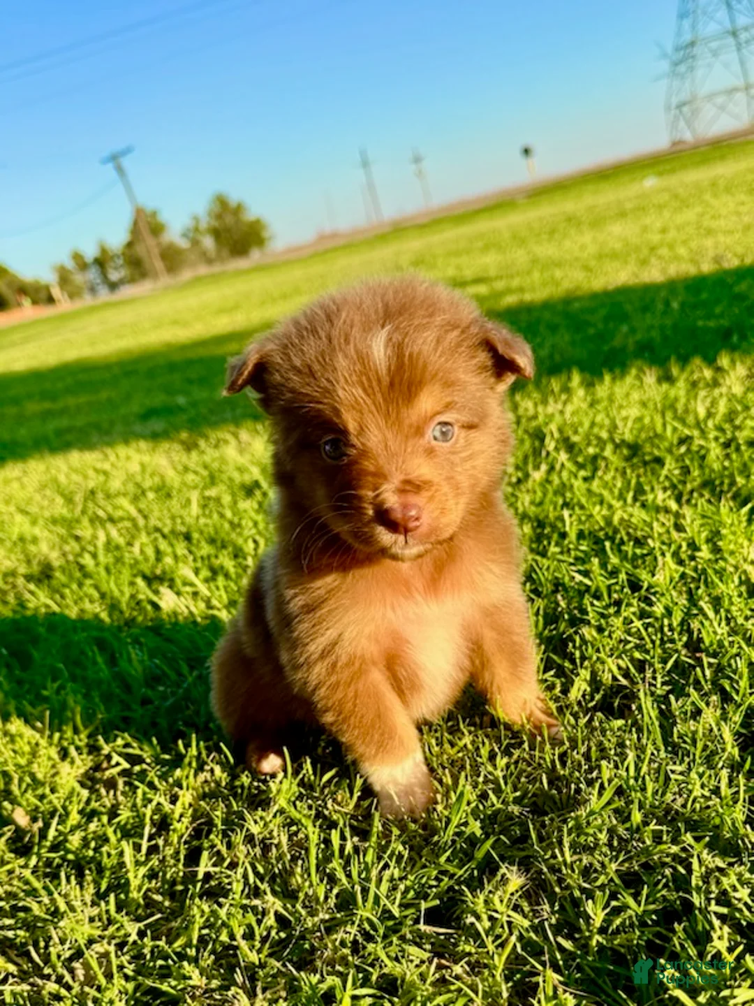 Miniature Australian Shepherd dogs for sale: Tiki - Ad 5