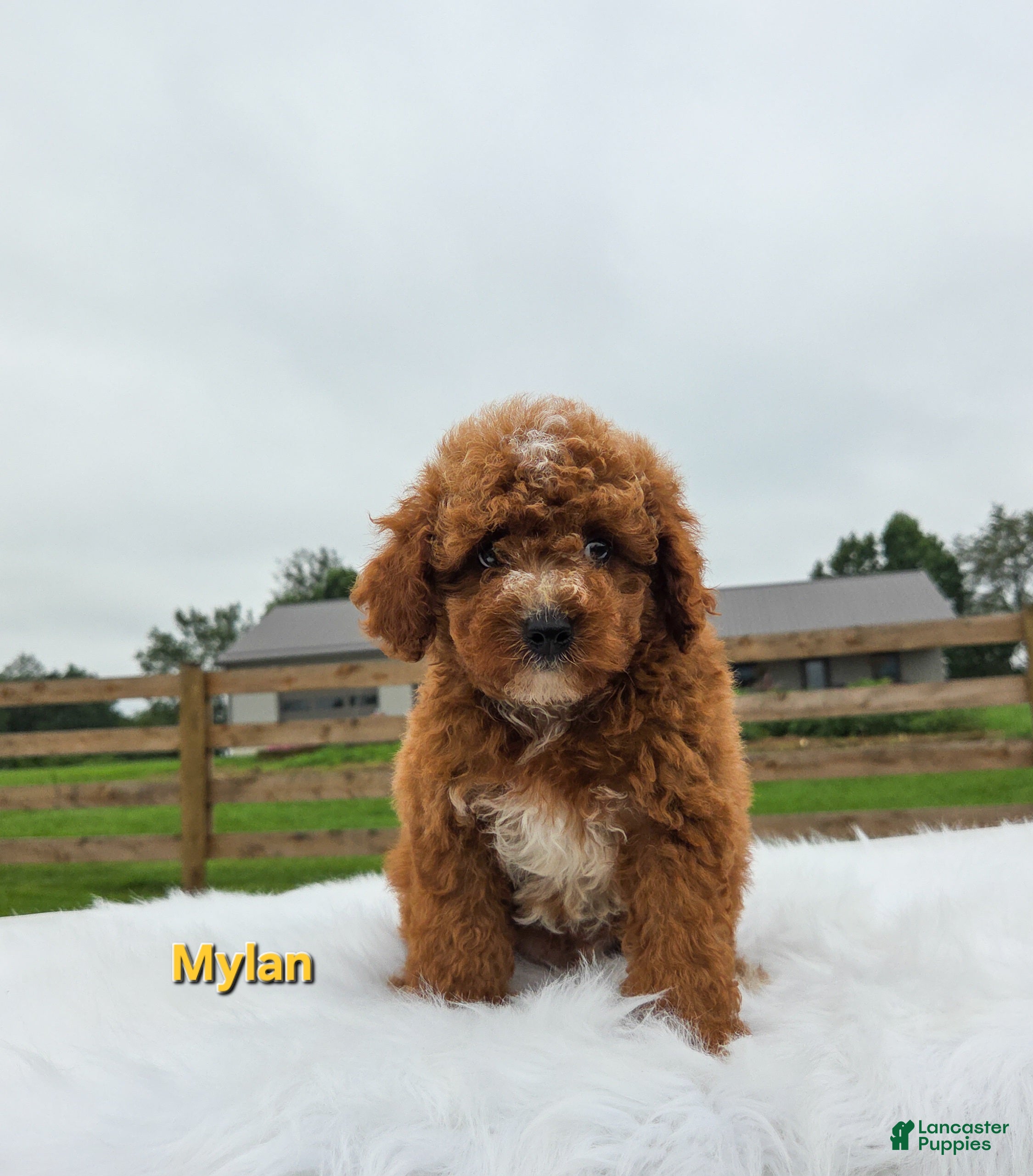 Miniature Poodle dogs Mylan - Ad 2