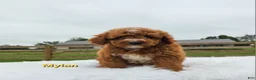 Miniature Poodle dogs for sale: Mylan - Ad 2