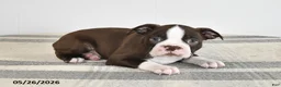 Boston Terrier dogs for sale: Fern - Ad 1