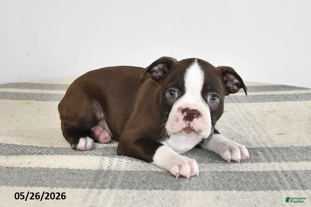 Boston Terrier dogs for sale: Fern - Ad 1