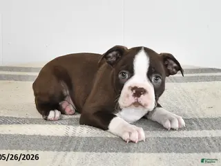 Boston Terrier dogs for sale: Fern - Ad 4