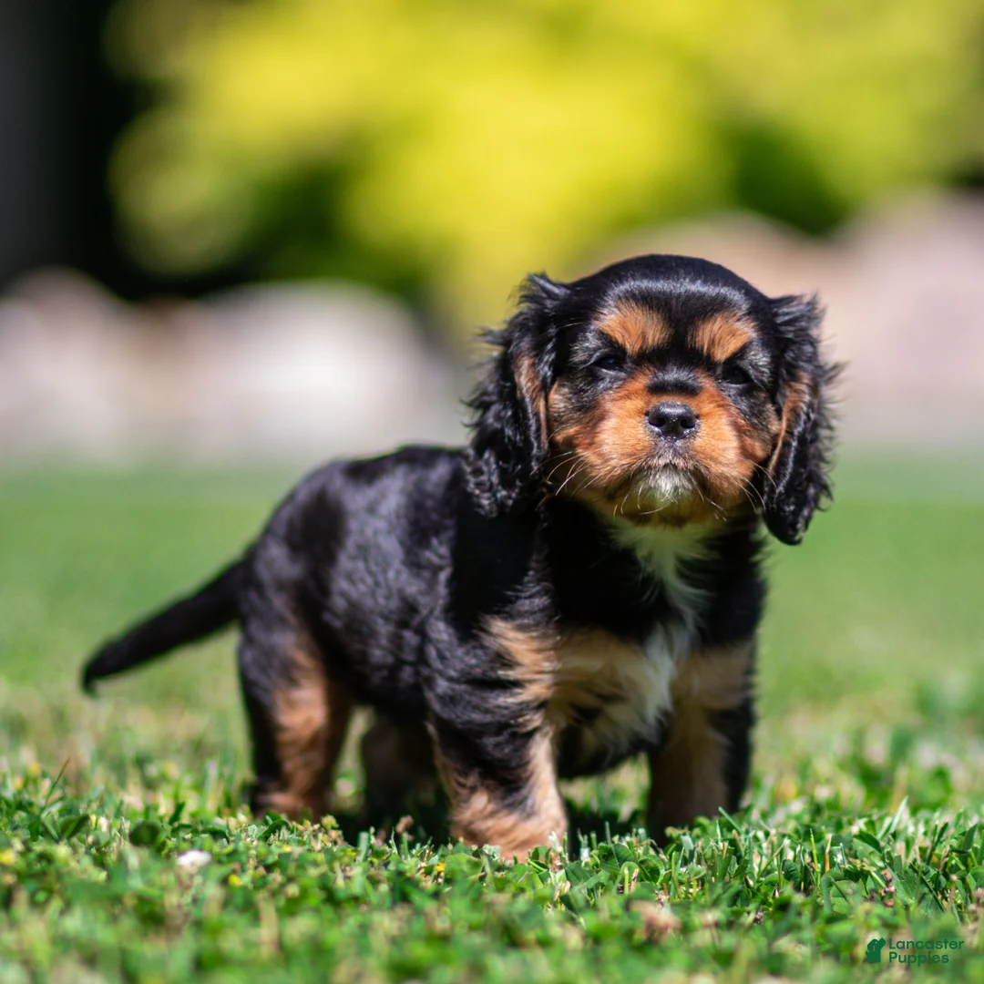 Cavalier King Charles Spaniel dogs for sale: Cavalier King Charles Spaniel 1 - Ad 1