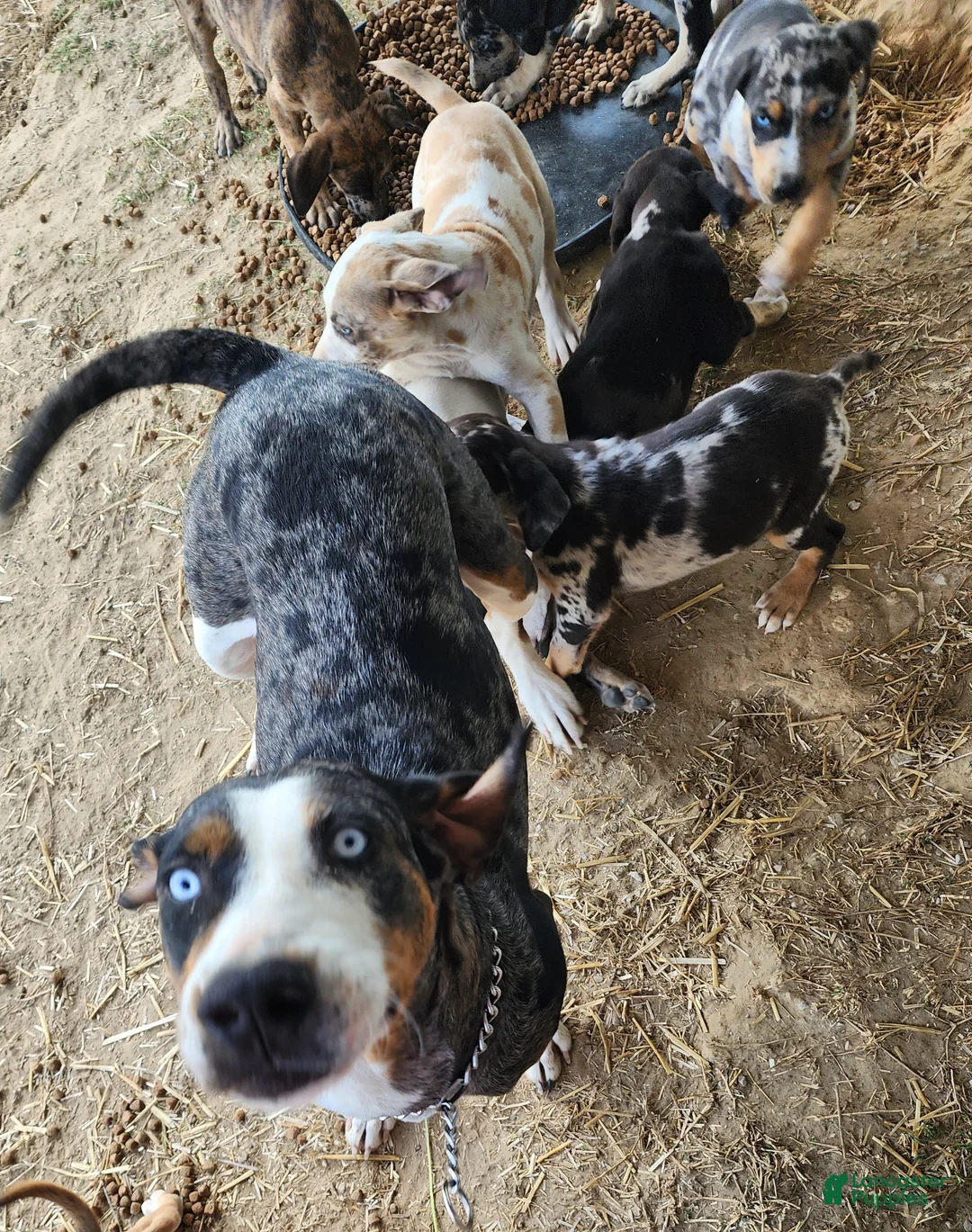 Catahoula Leopard Dog dogs for sale: Duchess 2026 Male 6 - Ad 17