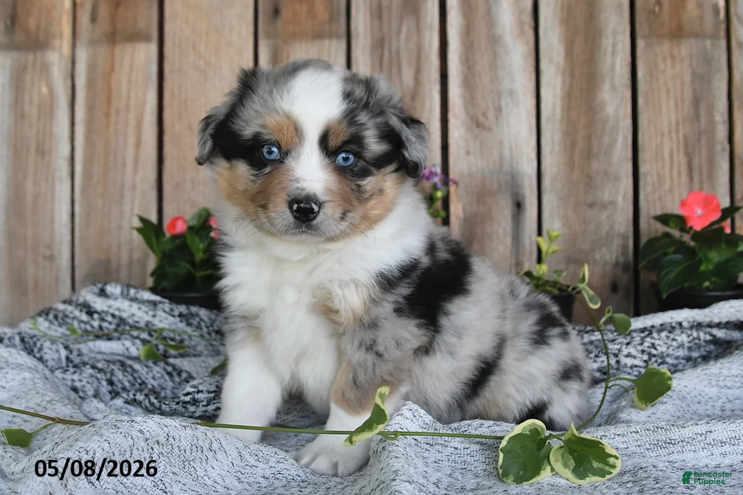 Miniature Australian Shepherd dogs for sale: Pancho - Ad 1