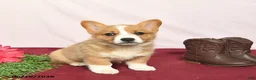 Welsh Corgi Pembroke dogs for sale: Twinkle  - Ad 3