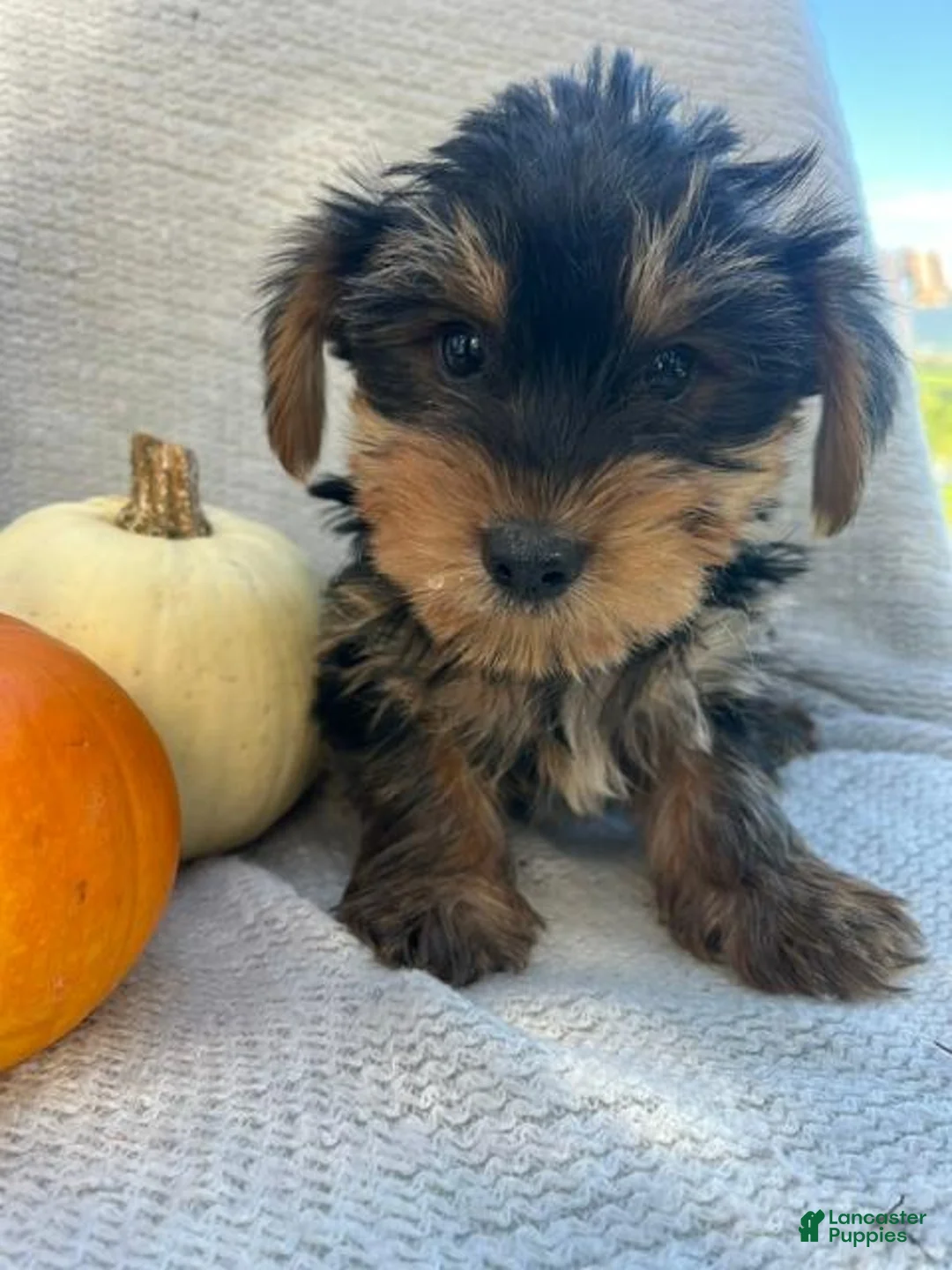 Yorkshire Terrier dogs for sale: Harry - Ad 3