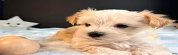Morkie dogs for sale: Morkie 1 - Ad 8
