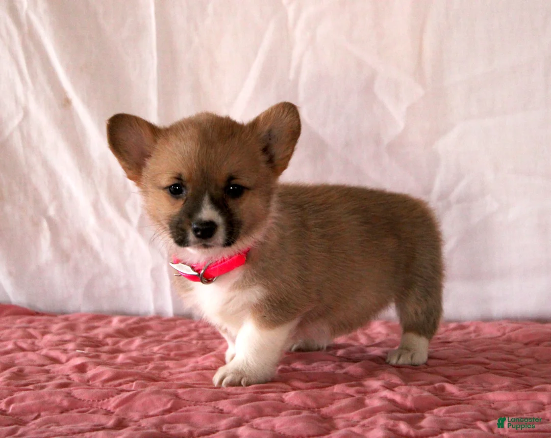 Welsh Corgi Pembroke dogs for sale: Lana - Ad 3