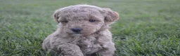 Mini Goldendoodle dogs for sale: Daisy  - Ad 1