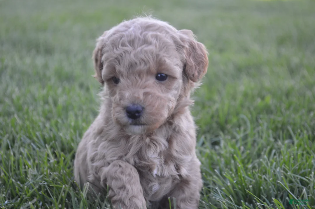 Mini Goldendoodle dogs for sale: Daisy  - Ad 1