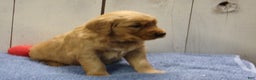 Golden Retriever dogs for sale: Obadiah - Ad 3