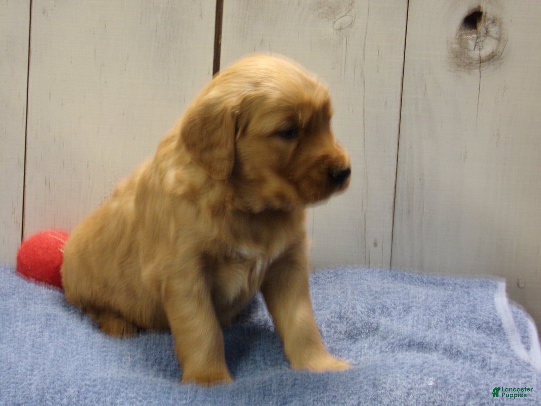 Golden Retriever dogs for sale: Obadiah - Ad 3