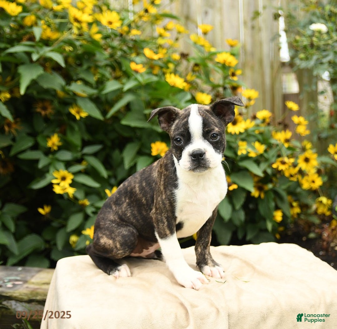 Boston Terrier Rat Terrier Brindle Chihuahua Boston Terrier Mix