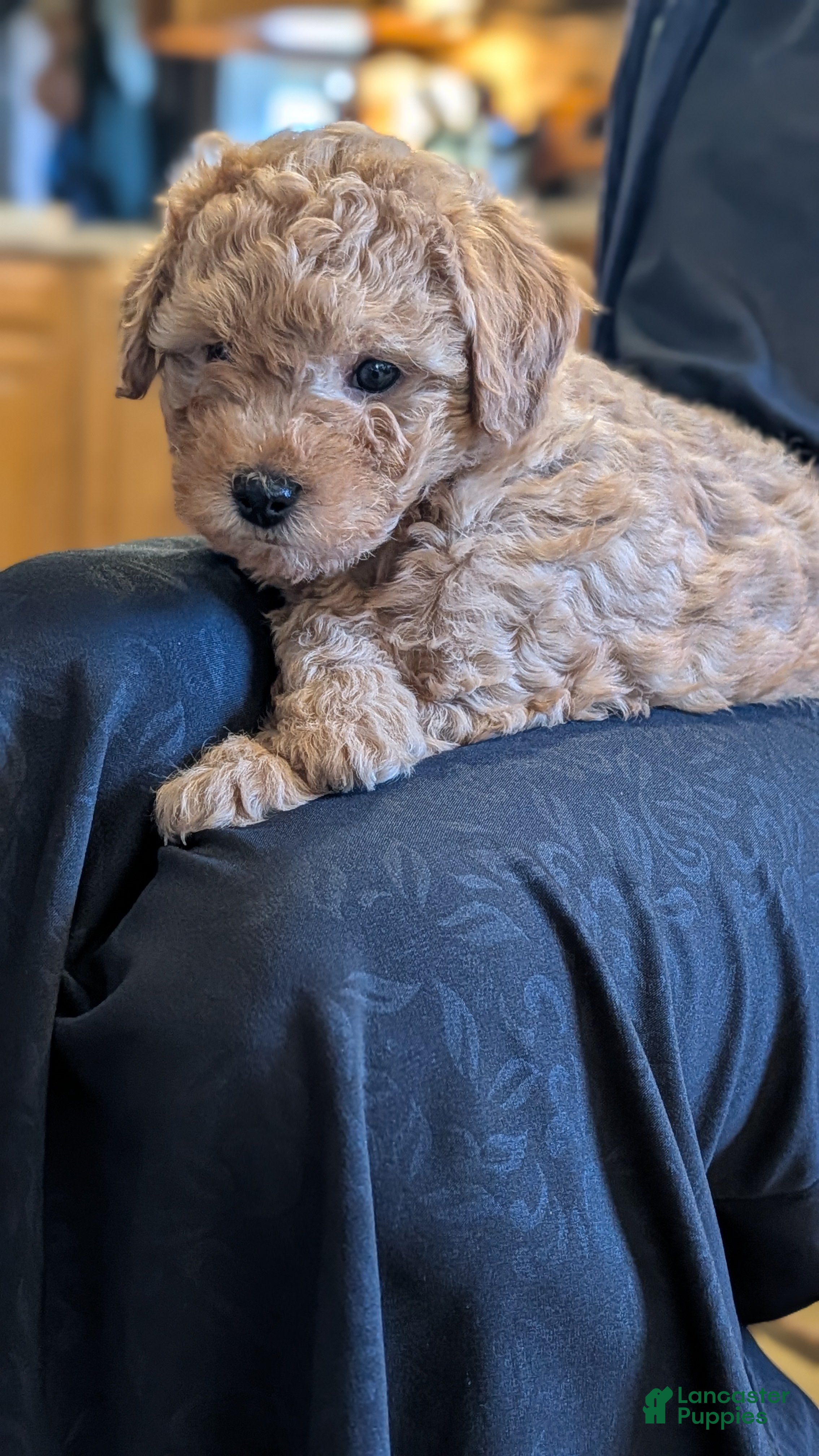 Mini Goldendoodle dogs Molly - Ad 2