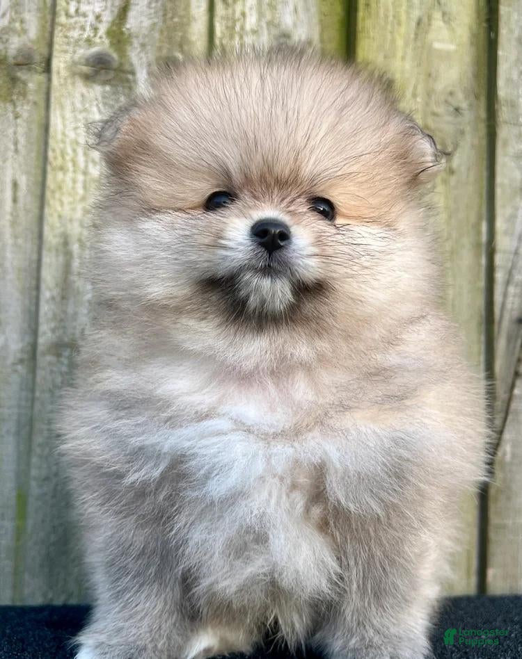 Pomeranian dogs Tina - Ad 17