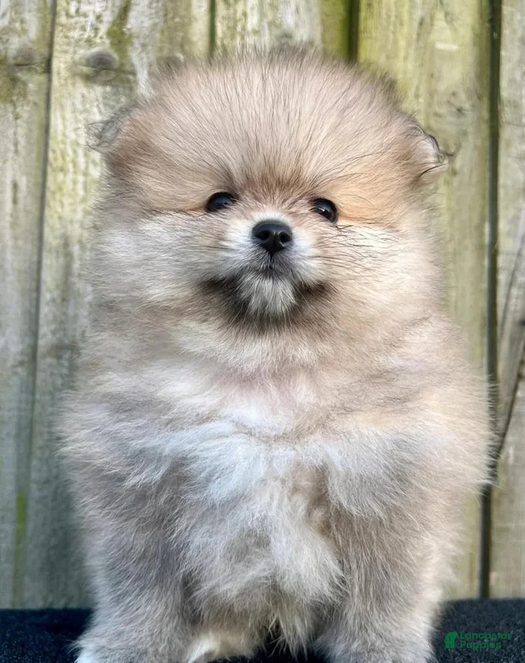 Pomeranian dogs for sale: Tina - Ad 1