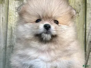 Pomeranian dogs Tina - Ad 17