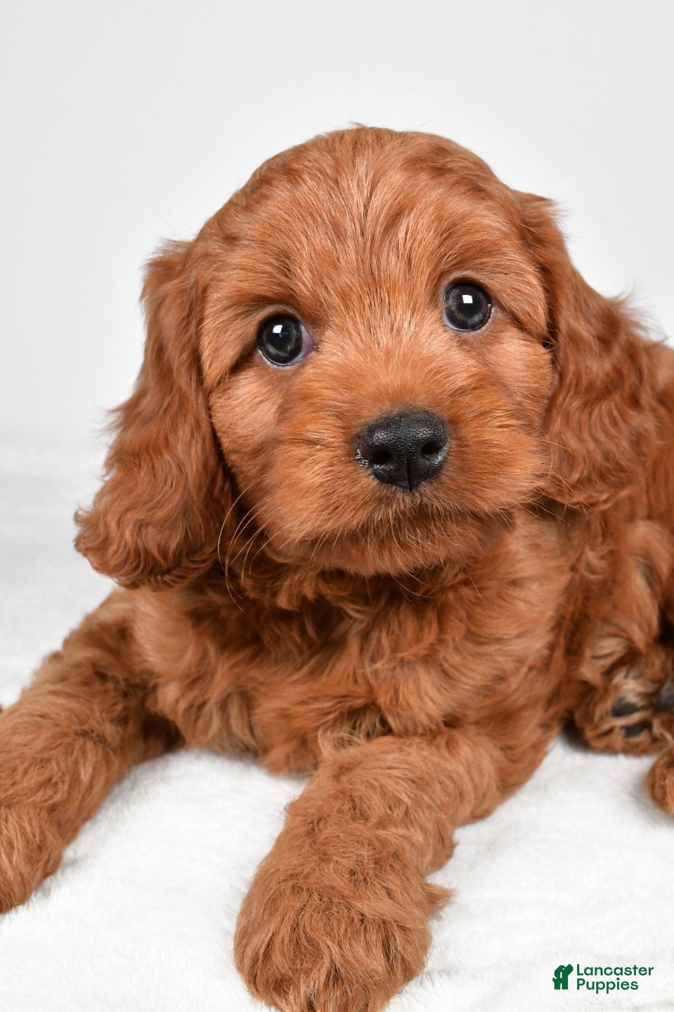 Cavapoo dogs Echo - Ad 2