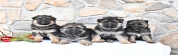German Shepherd dogs for sale: Cheyenne - Ad 5